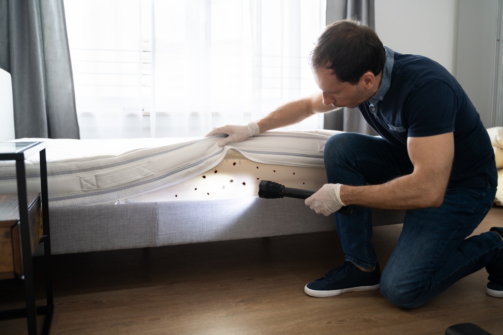bed bug prevention mattress removal